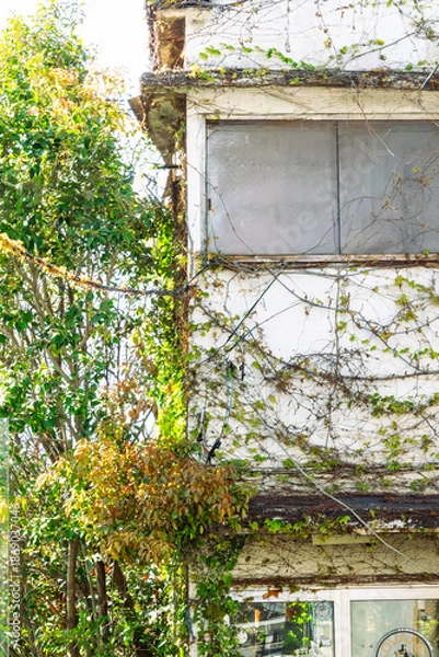 Obraz ツタが絡まる古い建物