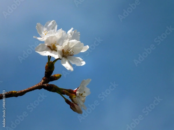 Obraz 桜 (ソメイヨシノ)