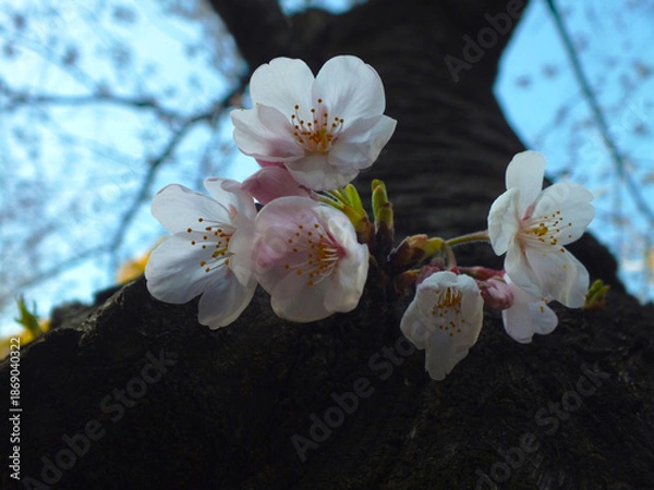Obraz 桜 (ソメイヨシノ)