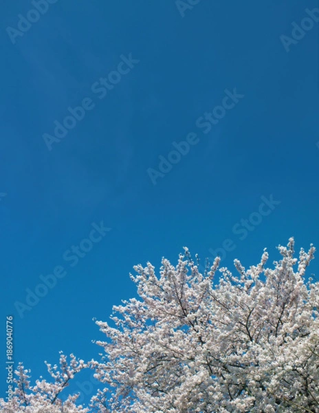 Obraz 桜 (ソメイヨシノ)