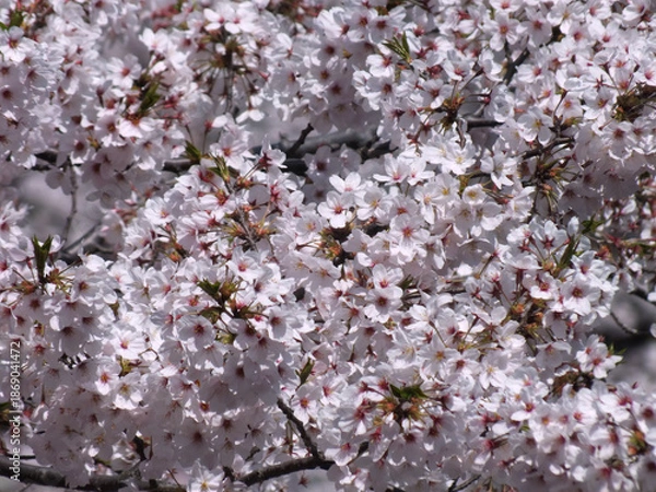 Obraz 桜 (ソメイヨシノ)