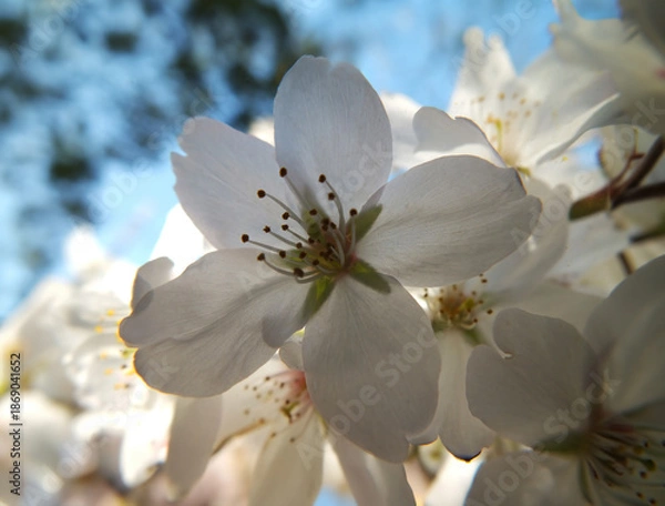 Obraz 桜 (ソメイヨシノ)