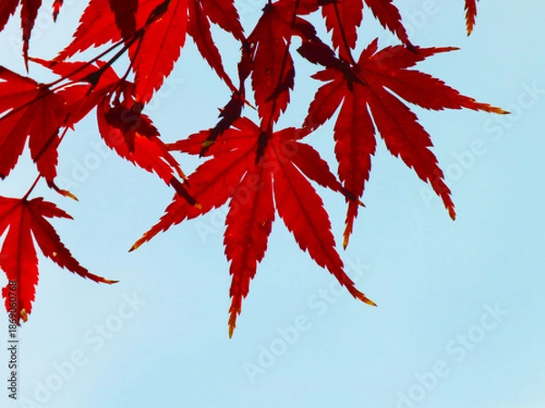 Obraz イロハモミジ