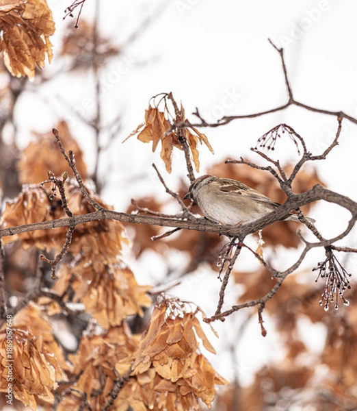 Obraz sparrow on a branch