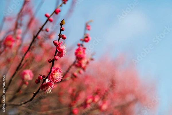 Fototapeta 早春、梅の花