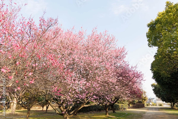 Fototapeta 早春、梅の花