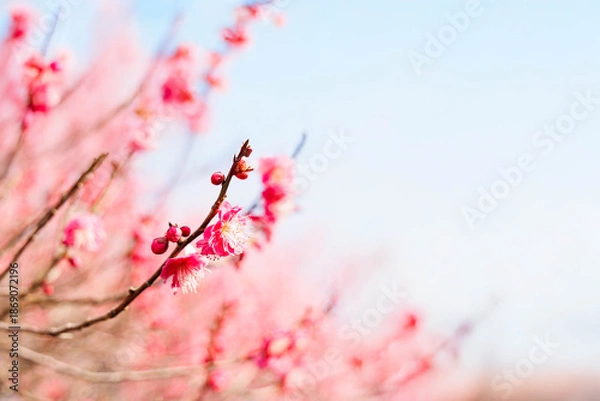 Fototapeta 早春、梅の花