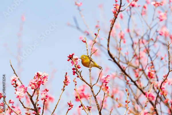 Fototapeta 梅の花の蜜を求めるメジロ