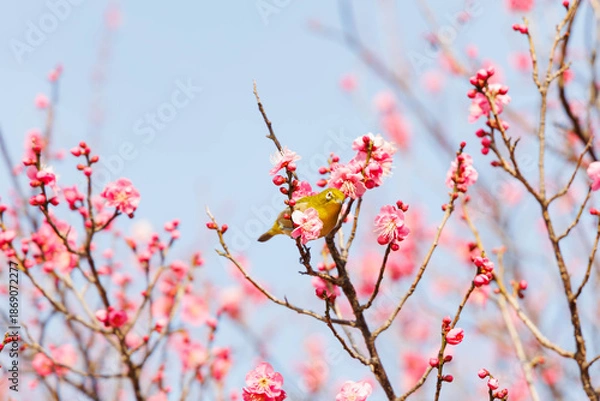 Fototapeta 梅の花の蜜を求めるメジロ