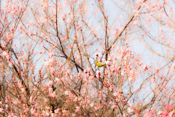 Fototapeta 梅の花の蜜を求めるメジロ