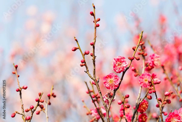 Fototapeta 早春、梅の花