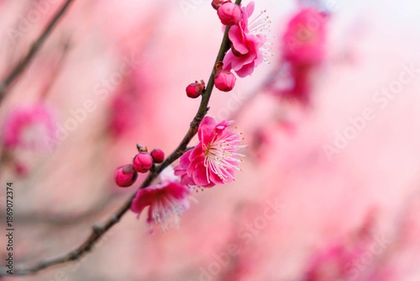 Fototapeta 早春、梅の花