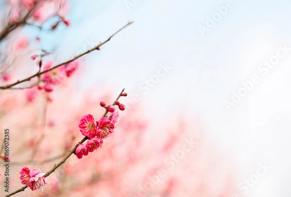 Fototapeta 早春、梅の花