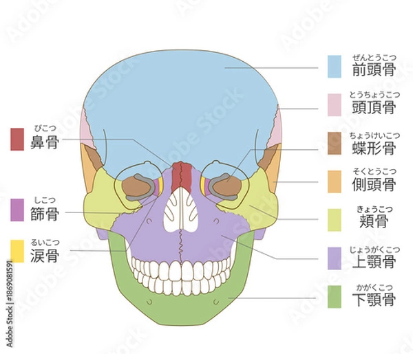 Fototapeta 正面から見た色分けされた頭蓋骨の解剖学的な構造図（教育、医療用途向け 日本語解説）