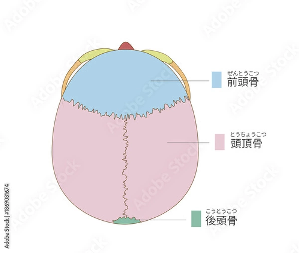 Fototapeta 上から見た色分けされた頭蓋骨の解剖学的な構造図（教育、医療用途向け 日本語解説）