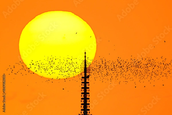 Obraz 夕日と五重塔　鳥飛翔