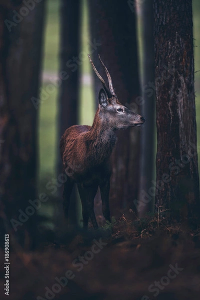 Fototapeta Red deer with pointed antlers in dark autumn pine forest.
