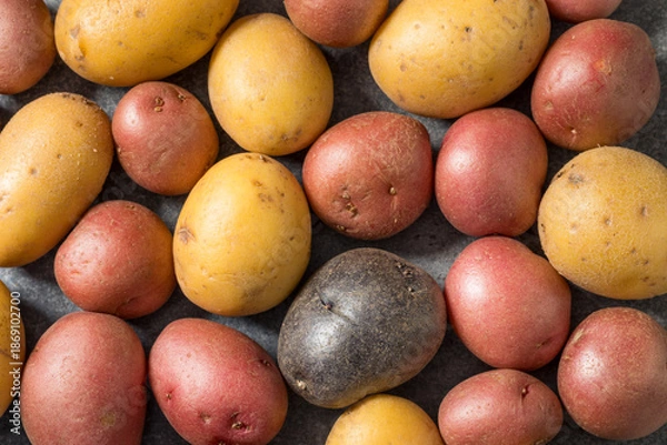 Obraz Healthy Raw Mini Multicolored Rainbow Potatoes