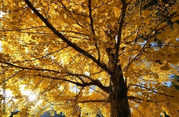 Fototapeta 太陽の光を浴びた黄色いイチョウ