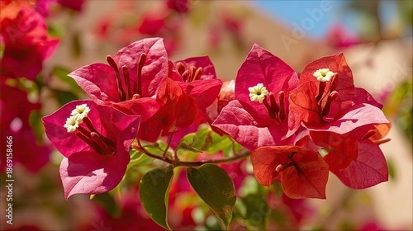 Obraz Red Bougainvillea
