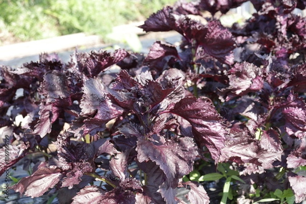 Obraz 畑に生えている赤紫蘇の写真