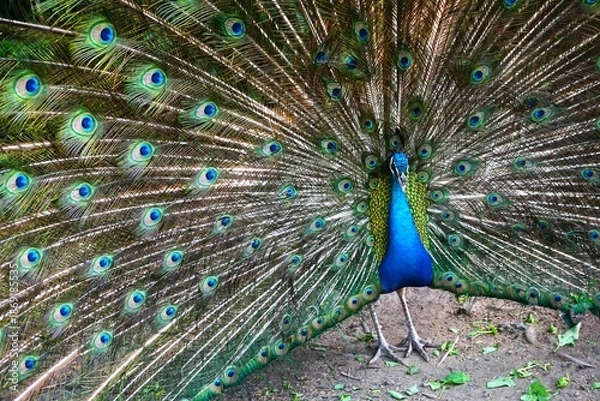 Obraz 羽を広げたオスのクジャク