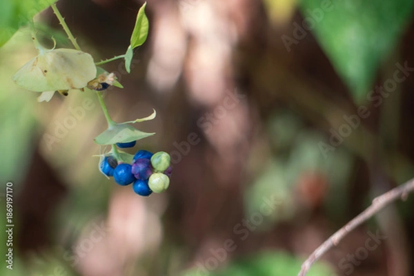 Obraz カラフルで不思議なイシミカワの実