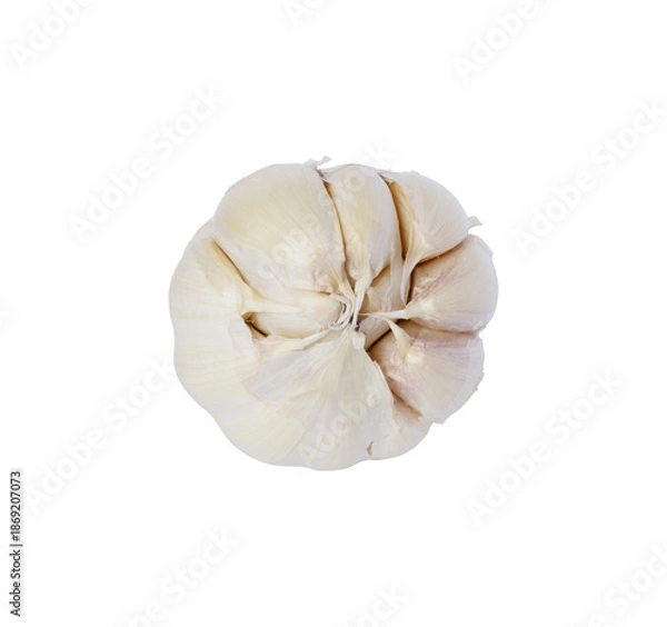 Obraz one whole garlic isolated