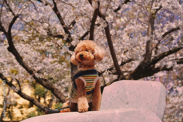 Obraz 桜の下のトイプードル