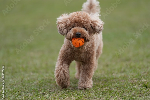 Obraz ボールを咥えたトイプードル