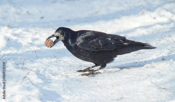 Fototapeta black tailed hawk