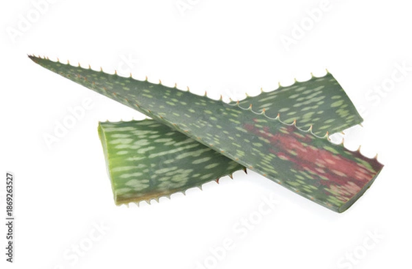 Obraz Aloe Vera leaf isolated on white background.