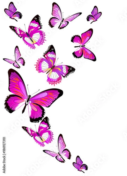 Fototapeta beautiful pink butterflies, isolated  on a white