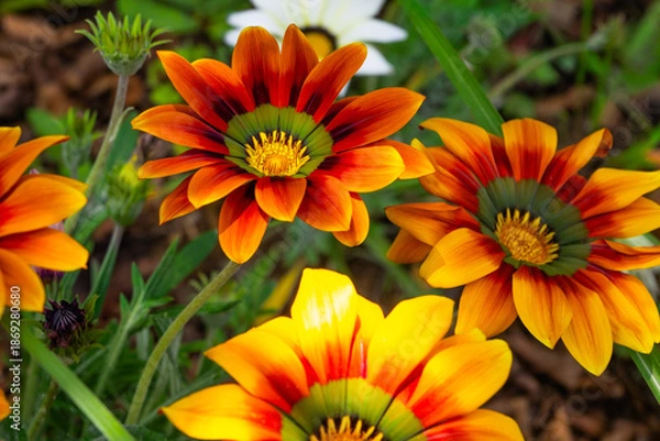 Obraz きれいに咲いたガザニア