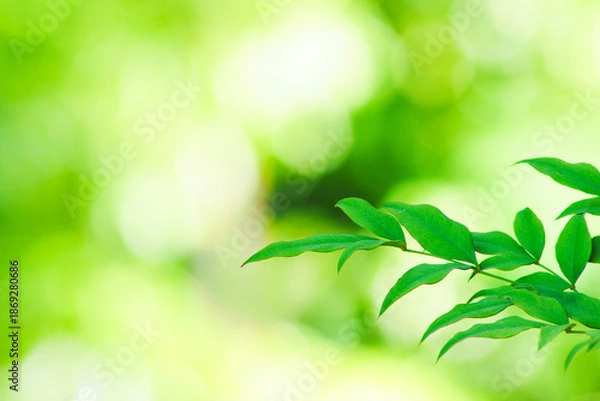 Obraz 柔らかな光の中の若葉