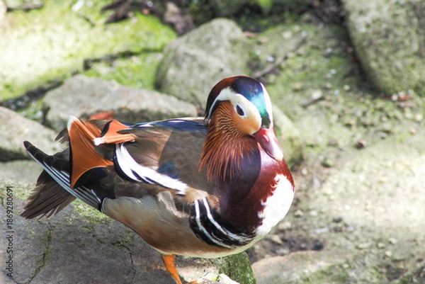 Obraz オシドリのメス