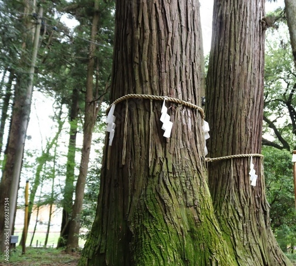 Fototapeta ご神木　神社