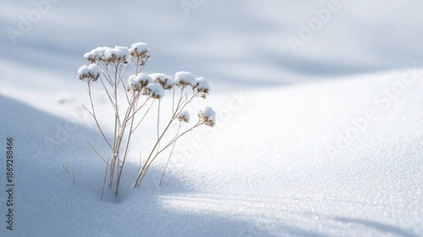 Obraz minimal winter background soft light white snow clean composition