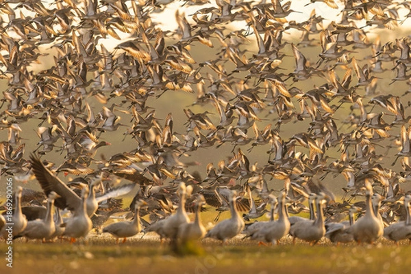 Obraz ducks in the water