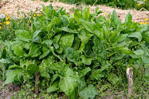 Obraz Pousses d'épinard