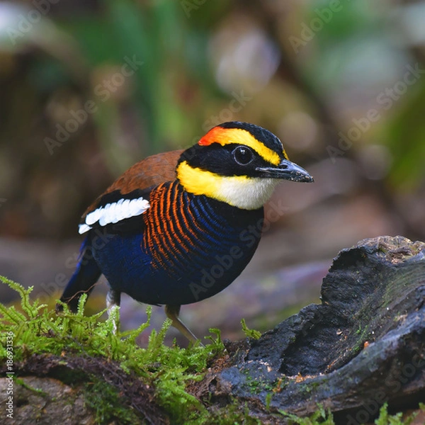 Obraz Malayan Banded Pitta Bird