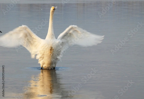 Fototapeta オオハクチョウの羽ばたき