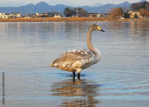 Fototapeta オオハクチョウの幼鳥