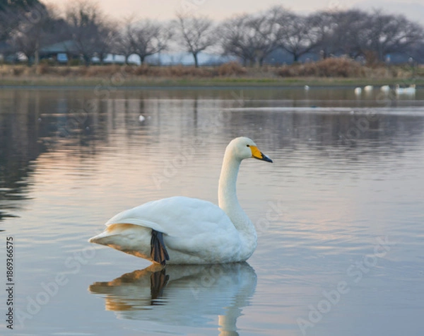 Fototapeta 冬の多々良沼の白鳥と夕景2