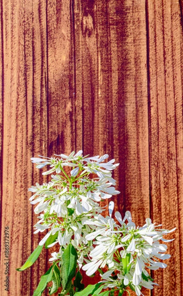 Obraz ユーフォルビア 白雪姫