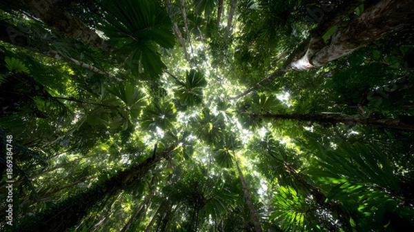 Obraz Sunlight streaming through dense forest canopy