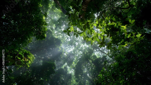 Obraz Sunlight filtering through dense leaves