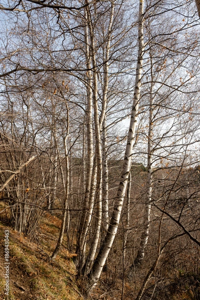 Fototapeta trees in the forest