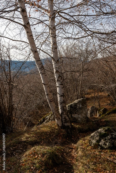 Fototapeta forest in winter