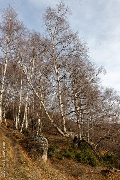 Fototapeta trees in the forest